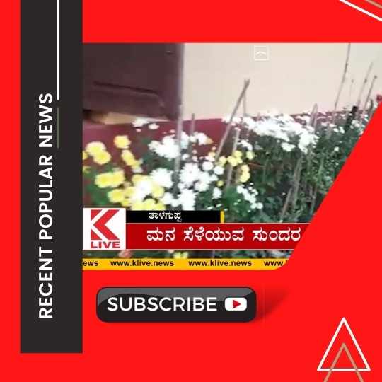 ಮನ ಸೆಳೆಯುವ ಸುಂದರ, ಸೇವಂತಿಗೆ