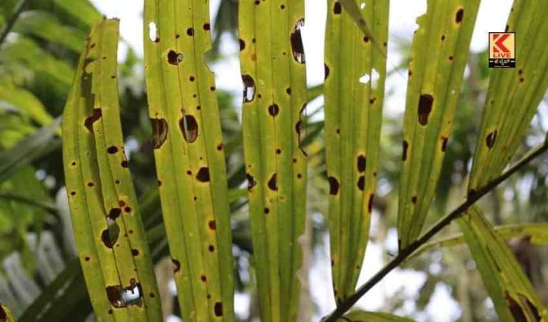 ಅಡಿಕೆ ಕೃಷಿಕ, ಮಳೆಗೆ ಹೈರಾಣ