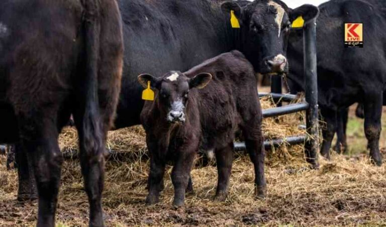 ಹೆಣ್ಣುಕರು ಜನನ ಪೂರಕ ಅಭಿಯಾನ – ಪ್ರಭು ಚೌಹಾಣ್
