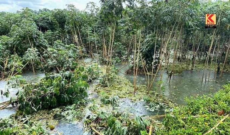 ಅಕಾಲಿಕ ಮಳೆಗೆ  ಕಾಫಿ ಬೆಳೆ ಆಹುತಿ!