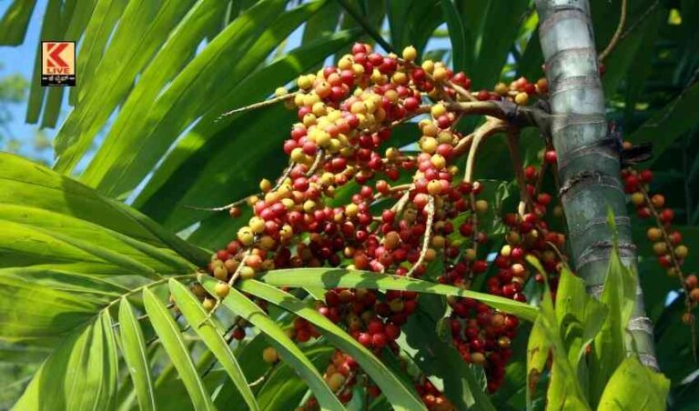 ಅಡಕೆ ವಿರುದ್ಧ ಮತ್ತೆ ಅಪಸ್ವರ
