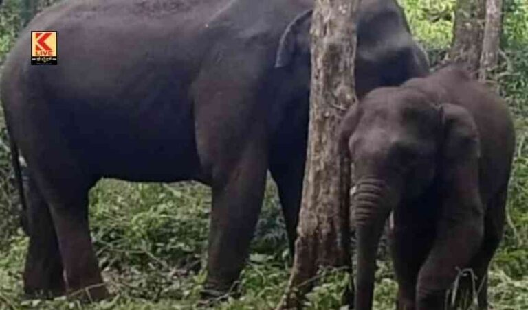 ನೇತ್ರಾ ಪುತ್ರನಿಗೆ ” ಪುನೀತ್ ” ನಾಮಧೇಯ.