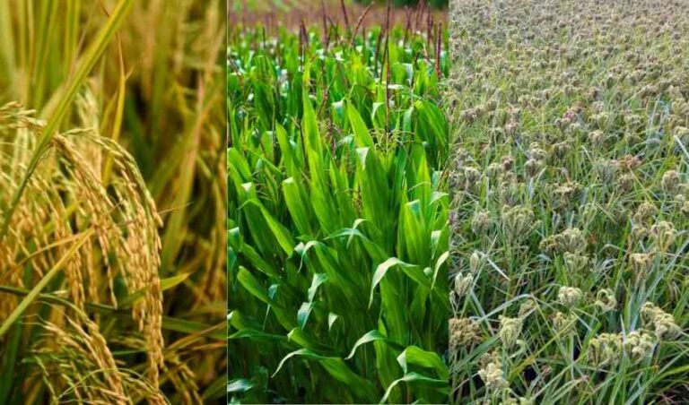 ಭತ್ತ, ಮೆಕ್ಕೆಜೋಳ ರಾಗಿಗೆ ಬೆಂಬಲ ಬೆಲೆ ಹೆಚ್ಚಿಸಿ