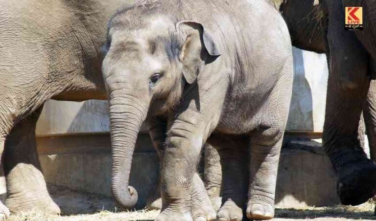 ಹಿಂಡನಗಲಿದ ಮರಿಯಾನೆಗೆ ಅರಣ್ಯ ಇಲಾಖೆಯ ಆತಿಥ್ಯ.