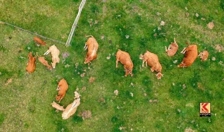 ಭದ್ರಾವತಿಯಲ್ಲಿ ಗೋವುಗಳ ರಕ್ಷಣೆ.
