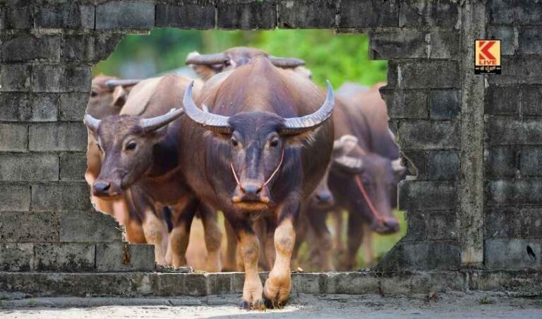 ಜಾನುವಾರುಗಳಿಗೆ ಲಸಿಕಾ ಅಭಿಯಾನ
