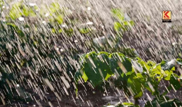 ರಾಜ್ಯದ ಹಲವೆಡೆ ಮಳೆ : ರೈತರಿಗೆ ಬೆಳೆ ಸಂಕಷ್ಟ