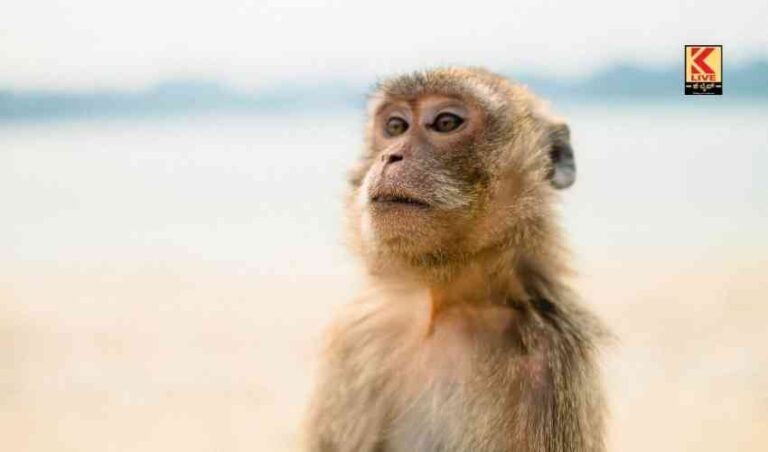 ಮಾನವರಿಗೆ ಮರ್ಕಟನ ಕಾಟ.