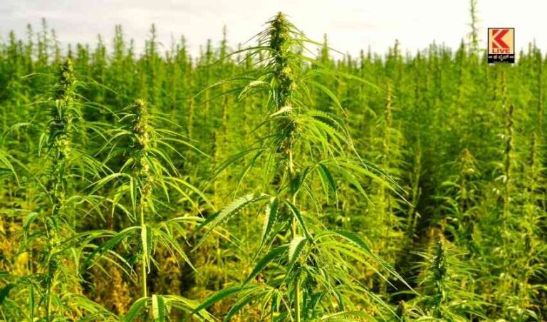 ಗಾಂಜಾ ವ್ಯಸನಿಗಳ ಬಗ್ಗೆ ಸೂಕ್ತ ಕ್ರಮಕ್ಕೆ ಅಸಗ್ರಹ