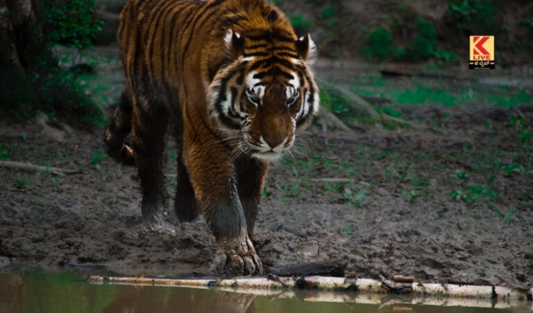 ಕರುನಾಡು ಇನ್ನು ಹುಲಿರಾಯನ ಬೀಡು