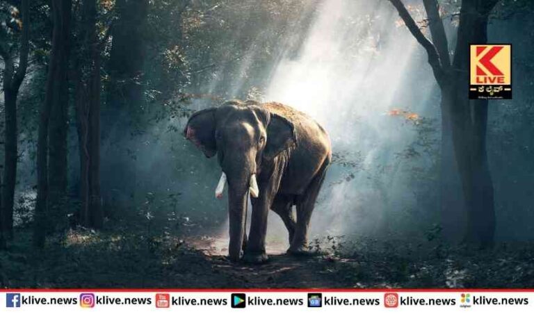 ಕಾಡಾನೆ ಸೆರೆಗೆ ಅರಣ್ಯ ಇಲಾಖೆ ಕಾರ್ಯಾಚರಣೆ