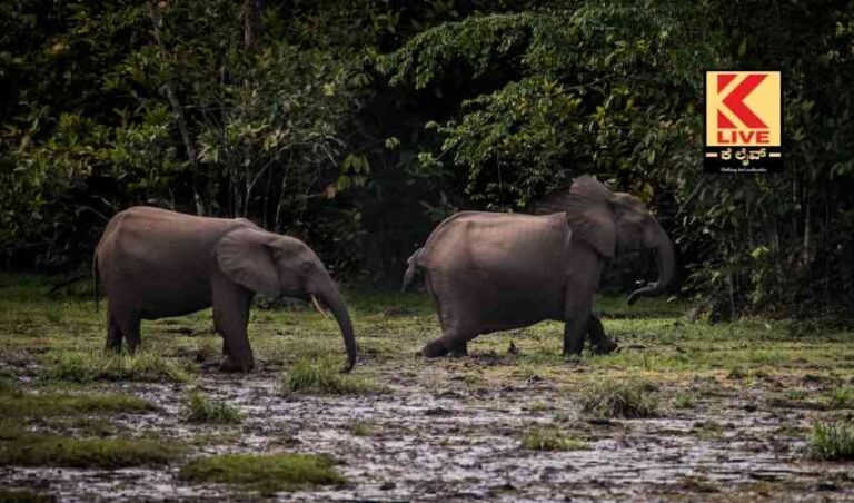 ಕಾರೆಹೊಂಡ ಗ್ರಾಮಕ್ಕೆ ಕಾಡಾನೆ ಹಾವಳಿ