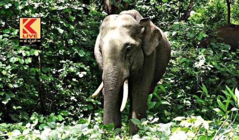 ಶಾಲೆಗೆ ಅಟ್ಯಾಕ್ ಮಾಡಿದ ಸಲಗ