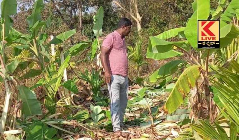 ಆಯನೂರು ಸಿರಿಗೆರೆಯಲ್ಲಿ ಕಾಡಾನೆ ಅಡ್ಡಾಡುತ್ತಿದೆ !