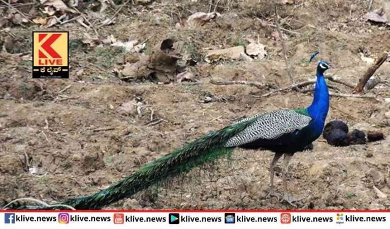 ನವಿಲ ನೋವಿಗೆ ಮಿಡಿದ ಮನುಜರು