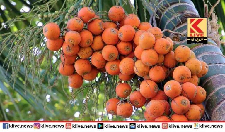 ಅಡಿಕೆ ಬಗ್ಗೆ ಆತಂಕ ಹುಟ್ಟಿಸಿದ ಸಚಿವರ ಮಾತು