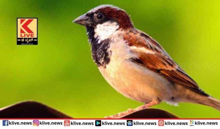 ಇಂದು ವಿಶ್ವ ಗುಬ್ಬಿ ದಿನಾಚರಣೆ