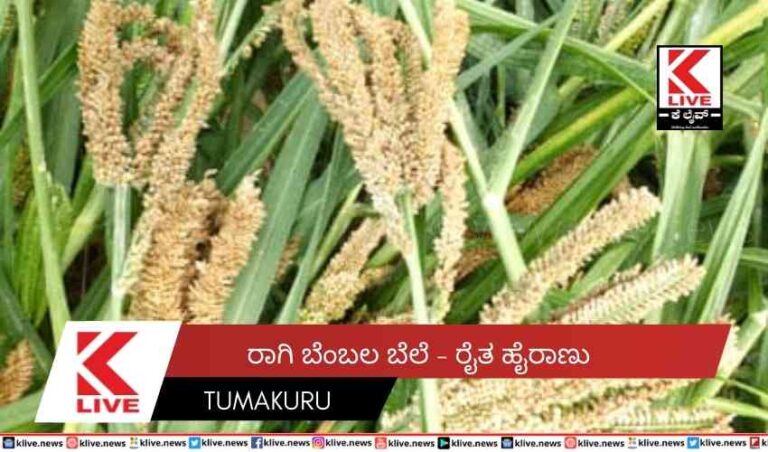 ತುಮಕೂರು ಜಿಲ್ಲೆಯಲ್ಲಿ ಬೆಂಬಲ ಬೆಲೆ ಬೆಂಬತ್ತಿದ ರಾಗಿಕೃಷಿಕ ಹೈರಾಣ