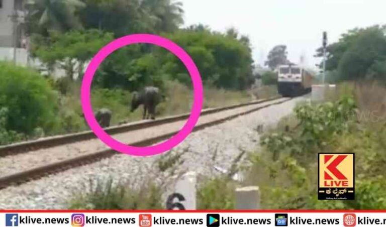 ಎಮ್ಮೆ ನಿನಗೆ ಸಾಟಿಯಿಲ್ಲ! ರೈಲನ್ನೇ ನಿಲ್ಲಿಸಿದೆಯಲ್ಲ!