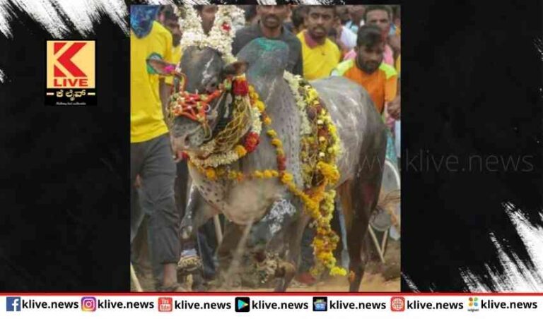 ಕುಬಟೂರಿನಲ್ಲಿ  ಹೋರಿ ಬೆದರಿಸುವ ಹಬ್ಬ