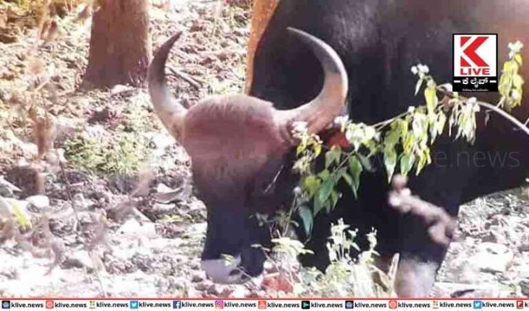 ಶಿವಮೊಗ್ಗ ಮೃಗಾಲಯದಲ್ಲೀಗ ಕಾಟಿ ಸಫಾರಿ ವೀಕ್ಷಣೆಗೆ ಅಣಿಯಾಗಲಿದೆ