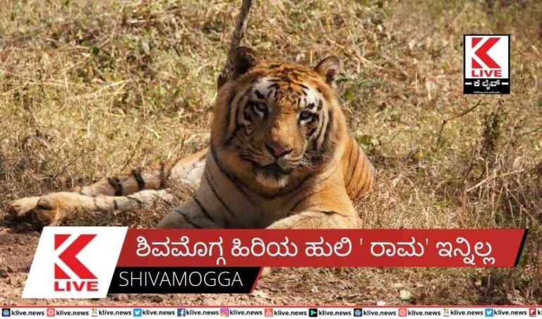 ಶಿವಮೊಗ್ಗ ಹಿರಿಯ ಹುಲಿ ‘ರಾಮ’ ಇನ್ನಿಲ್ಲ