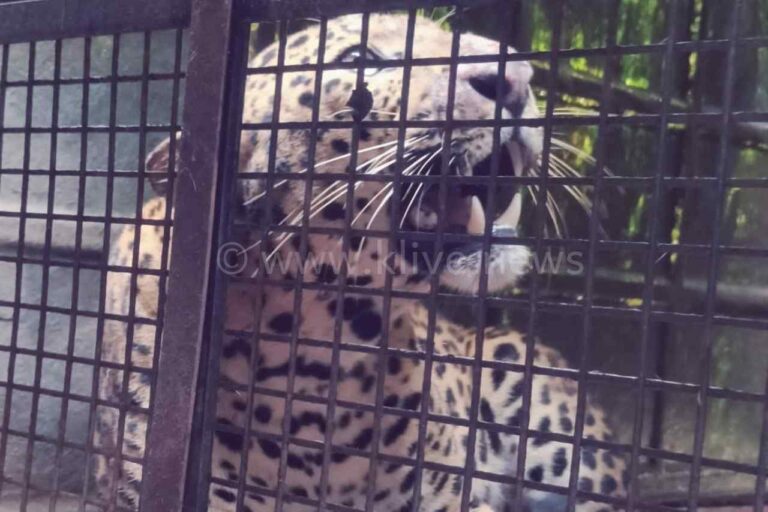 ಕೊಮ್ಮನಾಳಿನಲ್ಲಿ ಸೆರೆಗೆ ಬಿದ್ದ ನರಭಕ್ಷಕ ಚಿರತೆ