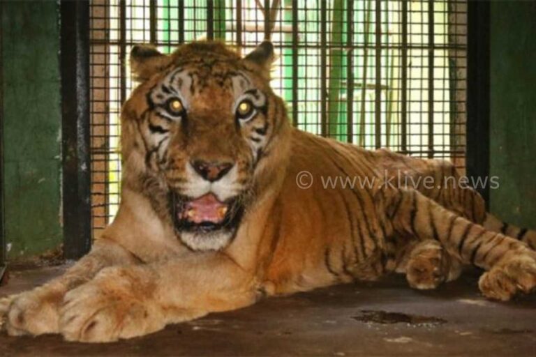 ಪ್ರವಾಸಿಗರ ಆಕರ್ಷಣೆಯಾಗಿದ್ದ ಹುಲಿ ಹನುಮ ಇನ್ನಿಲ್ಲ