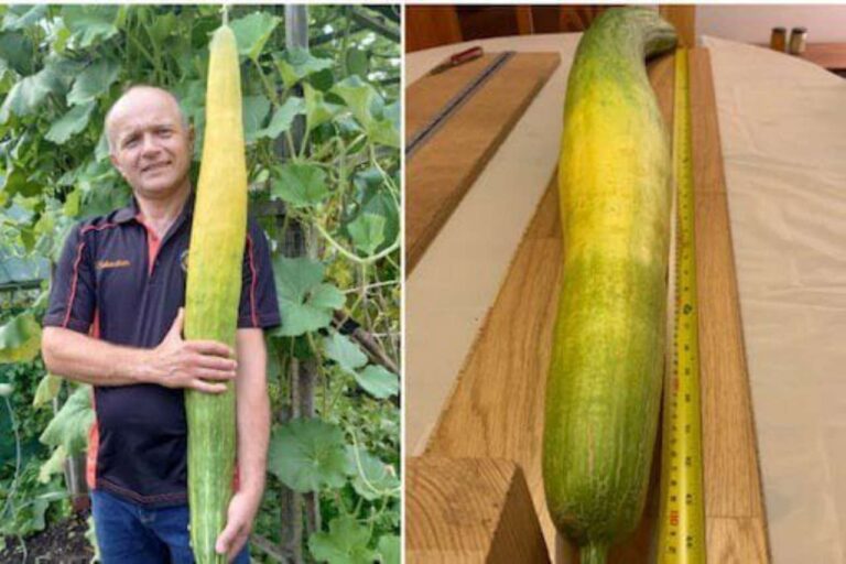 ಉದ್ದ ಸೌತೆಕಾಯಿ ಬೆಳೆದು ಗಿನ್ನೆಸ್ ದಾಖಲೆ ಬರೆದ ಕೃಷಿಕ