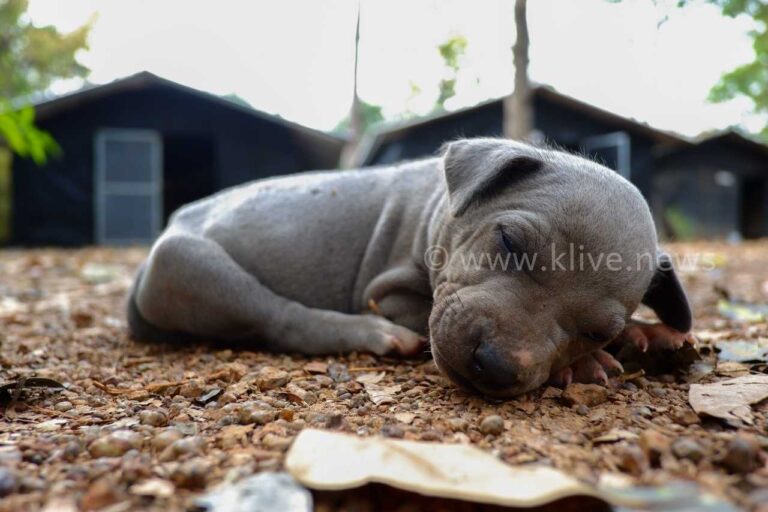 ವಾಹನ ಚಾಲಕರೆ ಬೀದಿ ಪ್ರಾಣಿಗಳ ಬಗ್ಗೆ ದಯೆ ಇರಲಿ