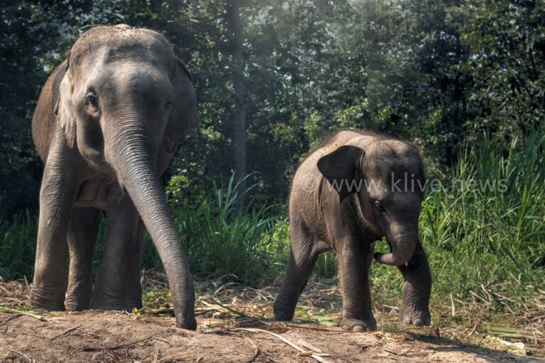 ದಸರೆಗೆ ಬಂದ ಬಸುರಿ ಆನೆ ಲಕ್ಷ್ಮಿಗೆ  ಹೆರಿಗೆ ಸಂಭ್ರಮ