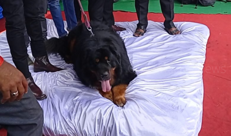 ದಸರೆಯಲ್ಲಿ ಕಣ್ಸೆಳೆದ ಕೋಟಿಗಟ್ಟಲೆ ಕಿಮ್ಮತ್ತಿನ ಶ್ವಾನ