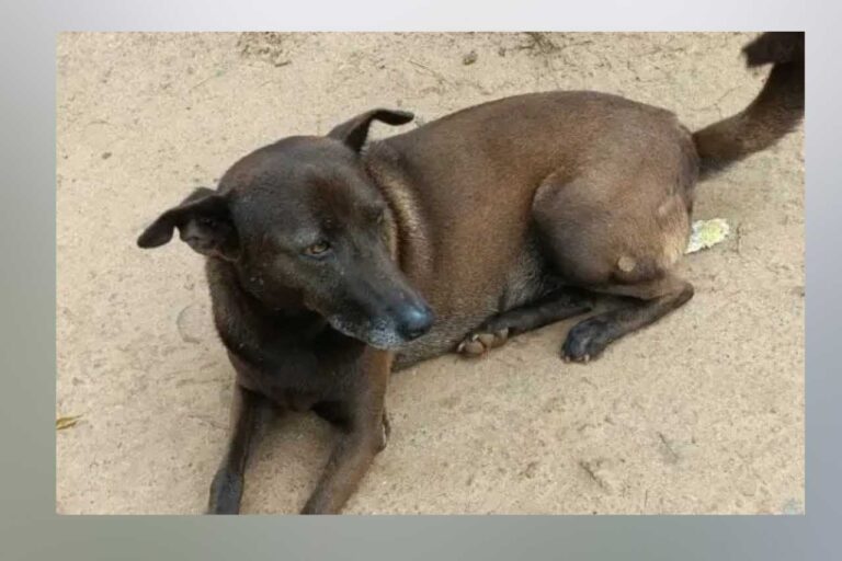 ತುರ್ತು ಚಿಕಿತ್ಸೆಗೆ ನೆರವಾಗಿ ಜೀವವುಳಿಸಿದ ಸಾಕುನಾಯಿ