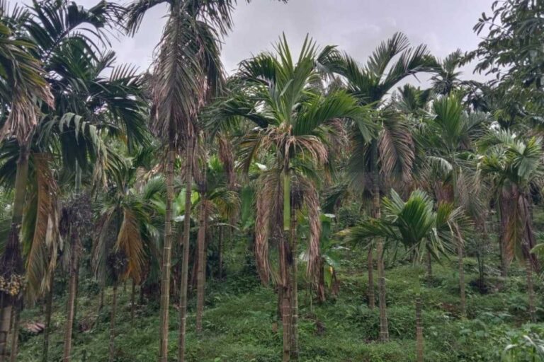 ಎಲೆಚುಕ್ಕೆ ರೋಗ ಬಾಧಿತ  ಅಡಿಕೆ ತೋಟಗಳಿಗೆ ಪರಿಣಿತರ ಭೇಟಿ