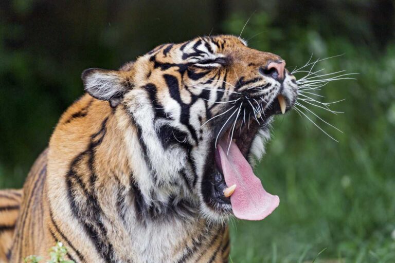 ಹುಲಿ ಸಿಂಹಧಾಮದಲ್ಲಿ ವನ್ಯಜೀವಿ ಪರಿಸರದ ಬಗ್ಗೆ ಚಳಿಗಾಲದ ಶಿಬಿರ