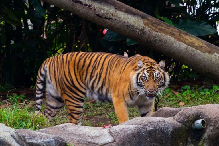 ಮಹದೇಶ್ವರ ಜಾತ್ರೆಗೆ  ವನ್ಯಜೀವಿ ಇಲಾಖೆಯ ಕೆಲವು ನಿರ್ಬಂಧಗಳು