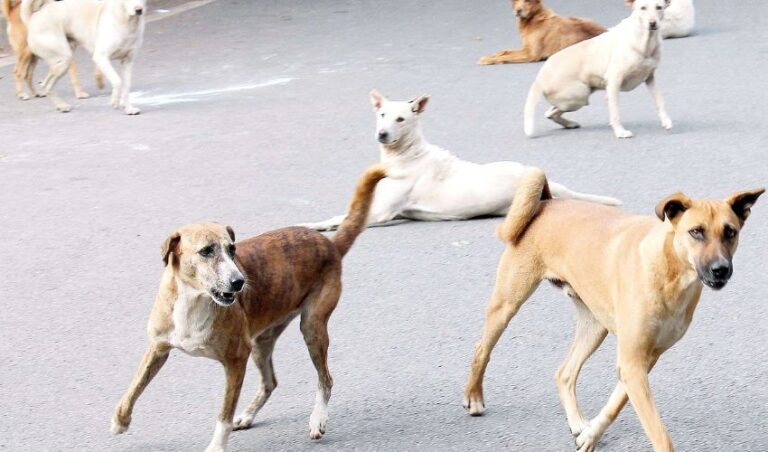 ಚಿಕ್ಕಮಗಳೂರಿನಲ್ಲಿ ಬೀದಿನಾಯಿಗಳ ಕಾಟ