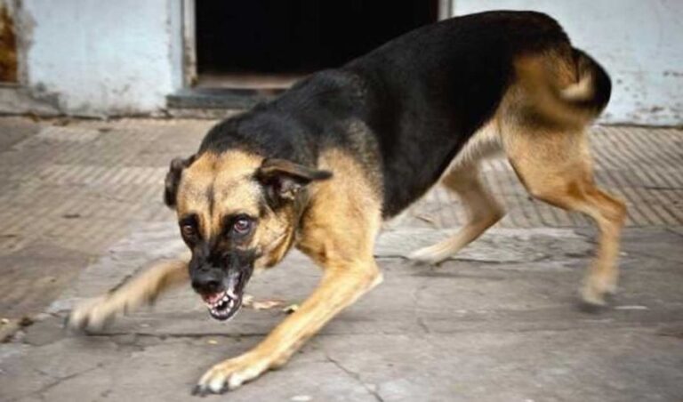 ನಾಯಿ ಕಡಿದಾಗ ನಿರ್ಲಕ್ಷ್ಯ ಬೇಡ ಕೂಡಲೇ ವೈದ್ಯರನ್ನ ಭೇಟಿಮಾಡಿ- ಡಾ.ಗುಡದಪ್ಪ ಕಸಬಿ