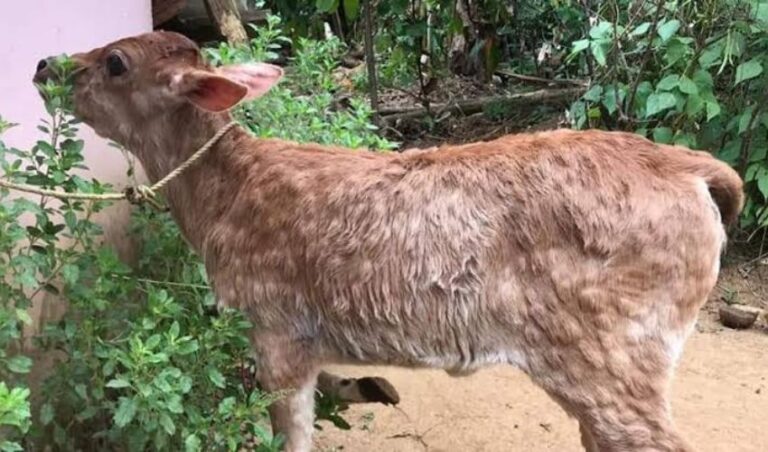ಹೊಸನಗರ ತಾಲೂಕಿನಲ್ಲಿ ಆತಂಕ ಮೂಡಿಸಿರುವ ಜಾನುವಾರು ಚರ್ಮಗಂಟು ರೋಗ