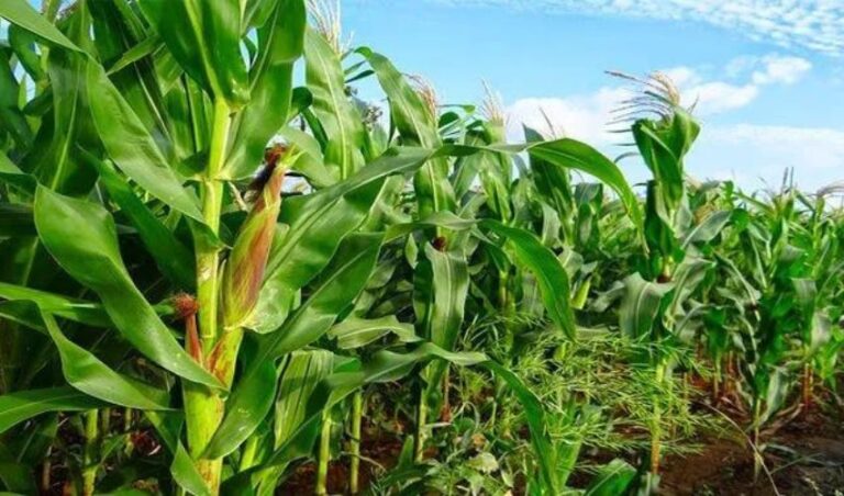 ಮೇವು ಬೆಳೆಗಳ ಕುರಿತು ರೈತರಿಗೆ ತರಬೇತಿ ಕಾರ್ಯಕ್ರಮ