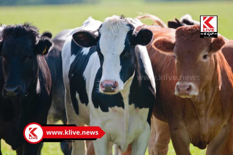 ಜಾನುವಾರುಗಳಿಗೆ ಕಂದು ರೋಗ ನಿರೋಧಕ ಲಸಿಕಾ ಕಾರ್ಯಕ್ರಮ ಆರಂಭ- ಡಾ.ಶಿವಯೋಗಿ ಬಿ.ಯಲಿ