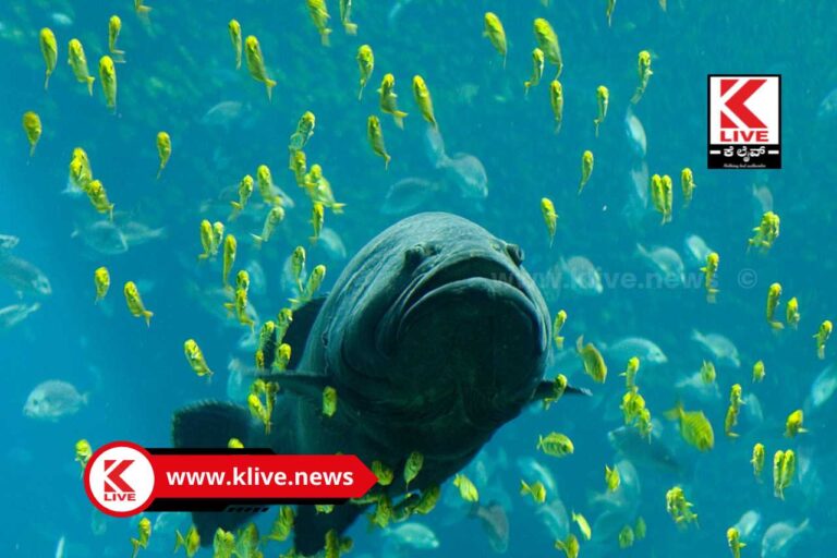 Klive Special Article  ಮನಸ್ಸಿನಿಂದ ಮನಸ್ಸಿಗೆ-20