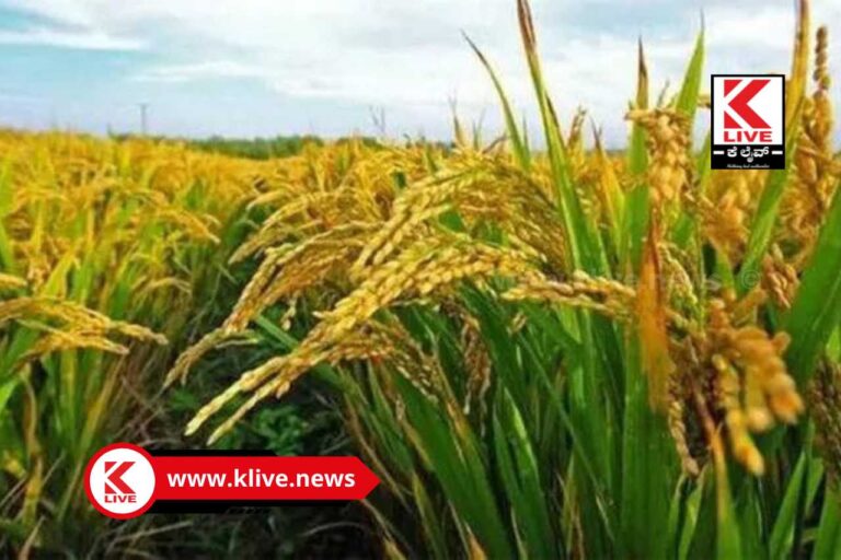 DC Shivamogga ಭತ್ತಕ್ಕೆ ಬೆಂಬಲ ಬೆಲೆ ಪ್ರಕಟಿಸಿದ ಜಿಲ್ಲಾಡಳಿತ