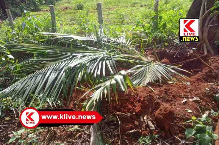 Hosahalli News ಹೊಸನಗರ ತಾಲ್ಲೂಕಿನ ವಡಾ ಹೊಸಹಳ್ಳಿಯಲ್ಲಿ ಕಿಡಿಗೇಡಿಗಳಿಂದ ತೆಂಗಿನ ಗಿಡ ನಾಶ