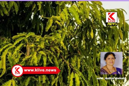 Klive Special Article ಮನೆಮದ್ದು ಅಶೋಕ ವೃಕ್ಷದ ಆಯುರ್ವೇದೀಯ ಗುಣ ಪರಿಚಯ: ಸುಮನಾ, ಮಳಲಗದ್ದೆ