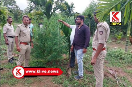 Tirthahalli Police ತೀರ್ಥಹಳ್ಳಿ ತಾಲ್ಲೂಕಿನಲ್ಲ ಗಾಂಜಾ ಬೆಳೆ ಪತ್ತೆ: ಬೆಳೆದಾತನ ವಿರುದ್ಧ ಕೇಸ್