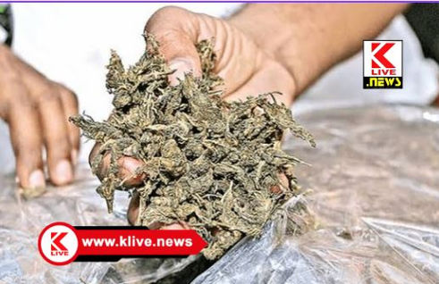 Sahyadri College ಸಹ್ಯಾದ್ರಿ ಕಾಲೇಜಿನ ಹಿಂಭಾಗ ಪ್ರದೇಶದಲ್ಲಿ ಗಾಂಜಾ ಮಾರಾಟ: ನಾಲ್ವರ ಬಂಧನ