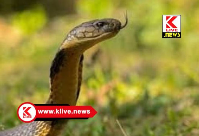 Department of Forest ಆಗುಂಬೆಯ ಮನೆಯಲ್ಲಿ 12 ಅಡಿ ಉದ್ದದ ಕಾಳಿಂಗ ಪತ್ತೆ. ಸರಂಕ್ಷಿಸಿ ಅರಣ್ಯಕ್ಕೆ ವಾಪಸ್