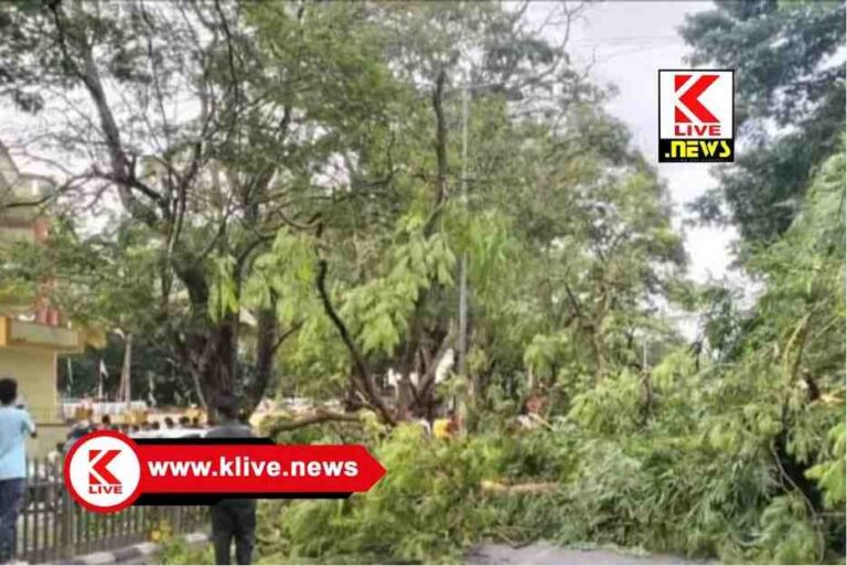 Shivamogga Rain News ಶಿವಮೊಗ್ಗದಲ್ಲಿ ಮಳೆಗೆ ಮರವುರುಳಿ ಮೂವರಿಗೆ ಗಾಯ