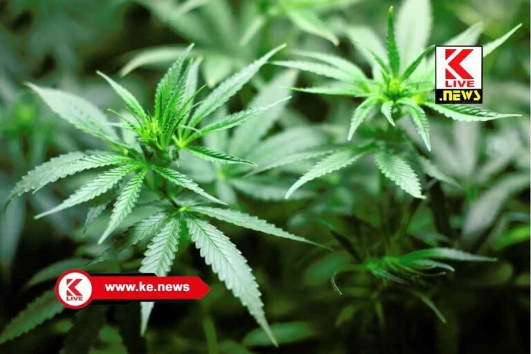 Ganja Seize ಶಿವಮೊಗ್ಗ ರಾಗಿಗುಡ್ಡ ಬಳಿ ಗಾಂಜಾ ಮಾರಾಟ.ಪೊಲೀಸ್ ಕಾರ್ಯಾಚರಣೆಯಿಂದಮೂವರ ಬಂಧನ